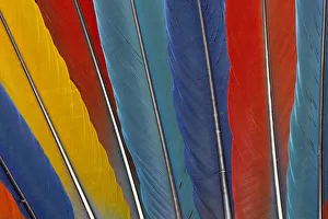 Variety of Macaw Tail Feathers in Pattern Variety of Macaw Tail Feathers in Pattern