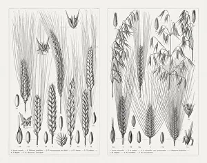 Various cereals, wood engravings, published in 1897 Various cereals, wood engravings, published in 1897