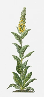 Verbascum thapsus (Common Mullein) with yellow flowers and green leaves on tall stem Verbascum thapsus (Common Mullein) with yellow flowers and green leaves on tall stem