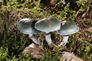 Verdigris Agaric -Stropharia aeruginosa-, Untergroeningen, Baden-Wuerttemberg, Germany, Europe Verdigris Agaric -Stropharia aeruginosa-, Untergroeningen, Baden-Wuerttemberg, Germany, Europe