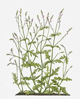 Vervain officinalis (Common Vervain) pink flowers and green leaves on tall stems Vervain officinalis (Common Vervain) pink flowers and green leaves on tall stems