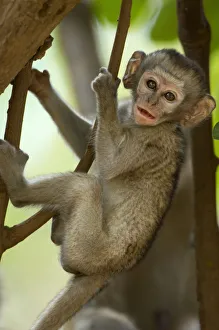 Vervet Monkey, Mana Pools National Park, Zimbabwe Vervet Monkey, Mana Pools National Park, Zimbabwe