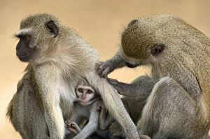 Images Dated 26th October 2007: Vervet Monkeys, Mana Pools National Park, Zimbabwe
