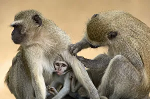 Vervet Monkeys, Mana Pools National Park, Zimbabwe Vervet Monkeys, Mana Pools National Park, Zimbabwe