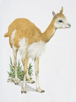 Vicuna vicugna, light brown animal with a white belly cross between a lamb and a llama Vicuna vicugna, light brown animal with a white belly cross between a lamb and a llama