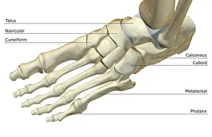 Collections/medical image collection/view anatomy bone bone structure Collections/medical image collection/view anatomy bone bone structure