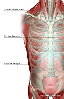 above view, anatomy, chest, chest muscles, external oblique, front view, human, illustration above view, anatomy, chest, chest muscles, external oblique, front view, human, illustration