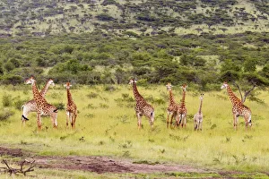 View of Giraffe (Giraffa camelopardalis) Herd in Bushveld View of Giraffe (Giraffa camelopardalis) Herd in Bushveld
