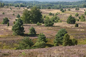 View of the heath landscape from Wilseder Berg hill with flowering Heather -Calluna vulgaris-, Wilsede View of the heath landscape from Wilseder Berg hill with flowering Heather -Calluna vulgaris-, Wilsede