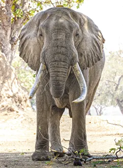 Front View of Huge African Elephant Named Boswell at Mana Pools, Zimbabwe Front View of Huge African Elephant Named Boswell at Mana Pools, Zimbabwe