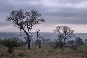 View of South African Trees and Scrubs in the Misty Foggy Morning at Kruger National Park View of South African Trees and Scrubs in the Misty Foggy Morning at Kruger National Park