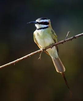Front View of White Throated Bee Eater in Laikipia Wilderness Camp, Kenya Front View of White Throated Bee Eater in Laikipia Wilderness Camp, Kenya
