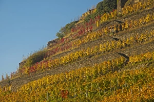 Vineyard in autumn, red wine-growing region of the Pinot Noir and Portuguese grape varieties, Ahr Valley, Eifel Vineyard in autumn, red wine-growing region of the Pinot Noir and Portuguese grape varieties, Ahr Valley, Eifel