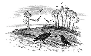 Rooks Rooks