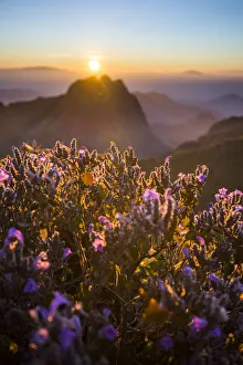 Violet fileds on the top of Doi Luang Chiang Dao Violet fileds on the top of Doi Luang Chiang Dao