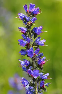 Vipers Bugloss or Blueweed -Echium vulgare-, flowering, wild plant, Germany, Europe Vipers Bugloss or Blueweed -Echium vulgare-, flowering, wild plant, Germany, Europe