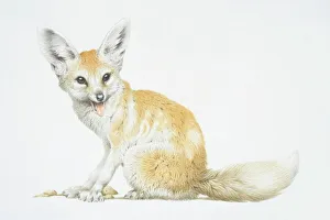Collections/dorling kindersley prints/vulpes zerda fennec fox Collections/dorling kindersley prints/vulpes zerda fennec fox