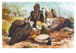 Vultures illustration 1882 Vultures illustration 1882