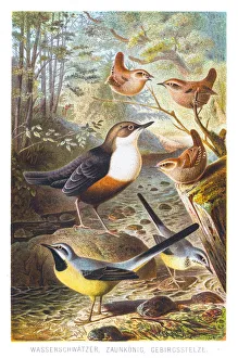 Wagtail rattler wren illustration 1882