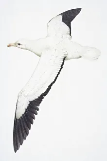 Wandering Albatross, Diomedea exulans, large white bird with black feathers at the end of Wandering Albatross, Diomedea exulans, large white bird with black feathers at the end of