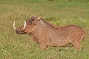 Warthog -Phacochoerus africanus- at Addo Elephant Park, South Africa Warthog -Phacochoerus africanus- at Addo Elephant Park, South Africa