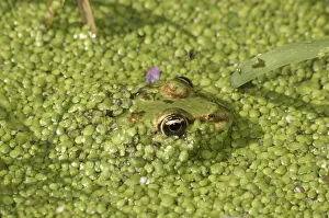 Water Frog -Rana sp.- in water covered with duckweed, Leptokaria, Greece, Europe Water Frog -Rana sp.- in water covered with duckweed, Leptokaria, Greece, Europe