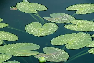 Water lilies (Nymphaeaceae Euryale) floating in small tundra pond Water lilies (Nymphaeaceae Euryale) floating in small tundra pond