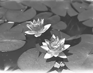 Water lilies on pond, (B&W), elevated view Water lilies on pond, (B&W), elevated view