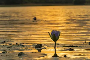 water Lilly, Mazvikadei Lake, Mashonaland North, Zimbabwe water Lilly, Mazvikadei Lake, Mashonaland North, Zimbabwe