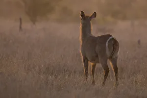 Waterbuck cow at sunset with the sun from behind - Kruger National Park South Africa Waterbuck cow at sunset with the sun from behind - Kruger National Park South Africa