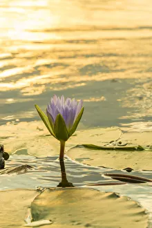 waterlily. Mazvikadei Lake, Mashonaland North, Zimbabwe waterlily. Mazvikadei Lake, Mashonaland North, Zimbabwe