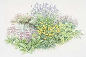 Waterside garden, Mimulus cupreus Whitecroft, Iris sibirica, Persicaria bistorta Superba, Hosta Shade Fanfare Waterside garden, Mimulus cupreus Whitecroft, Iris sibirica, Persicaria bistorta Superba, Hosta Shade Fanfare