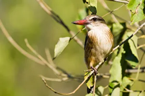 Weaver -Ploceidae-, Mapungubwe National Park, Limpopo, South Africa, Africa Weaver -Ploceidae-, Mapungubwe National Park, Limpopo, South Africa, Africa