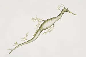 Weedy Seadragon (Phyllopteryx taeniolatus), a long sea weed like dragon Weedy Seadragon (Phyllopteryx taeniolatus), a long sea weed like dragon