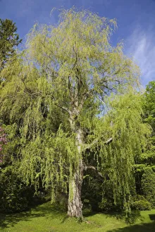 Weeping willow tree -Salix sp.- at springtime, Quebec, Canada Weeping willow tree -Salix sp.- at springtime, Quebec, Canada