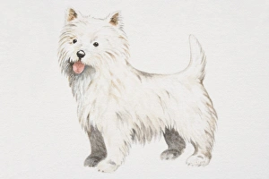 West Highland White Terrier (canis familiaris), side view West Highland White Terrier (canis familiaris), side view