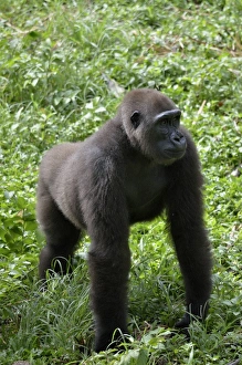 Western Lowland Gorilla -Gorilla gorilla-, Cameroon, Central Africa, Africa Western Lowland Gorilla -Gorilla gorilla-, Cameroon, Central Africa, Africa