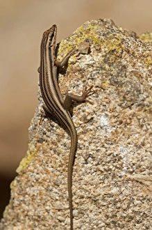 Western Rock Skink -Trachylepis sulcata-, Goegap Nature Reserve, Namaqualand, South Africa, Africa Western Rock Skink -Trachylepis sulcata-, Goegap Nature Reserve, Namaqualand, South Africa, Africa