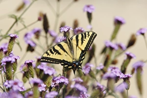Western tiger swallowtail spread wings Western tiger swallowtail spread wings