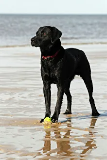 Wet black Labrador Retriever dog (Canis lupus familiaris) at the dog beach, male, domestic dog Wet black Labrador Retriever dog (Canis lupus familiaris) at the dog beach, male, domestic dog
