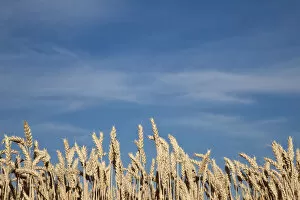 Aestivum Collection: Wheat field (Triticum)