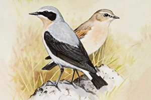 Wheatear (Oenanthe oenanthe), male and female, standing side by side, side view Wheatear (Oenanthe oenanthe), male and female, standing side by side, side view