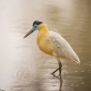 Whistling Heron (Syrigma sibilatrix), Pantanal Whistling Heron (Syrigma sibilatrix), Pantanal