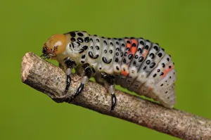 White Acacia Leaf Beetle Larva - Dicranosterna cir White Acacia Leaf Beetle Larva - Dicranosterna cir