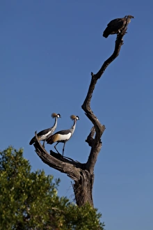 White-backed Vulture -Gyps africanus- and Black Crowned Cranes -Balearica pavonina- on a White-backed Vulture -Gyps africanus- and Black Crowned Cranes -Balearica pavonina- on a