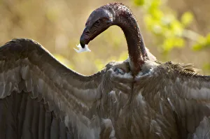 White-backed Vulture, Katavi NP, Tanzania White-backed Vulture, Katavi NP, Tanzania