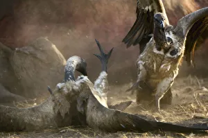 Two White-backed Vultures fight over spoils Two White-backed Vultures fight over spoils