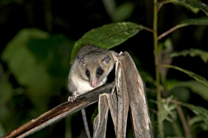White-bellied Slender Opossum -Marmosops noctivagus-, Opossum family, Tandayapa region White-bellied Slender Opossum -Marmosops noctivagus-, Opossum family, Tandayapa region