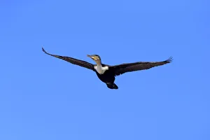White-breasted Cormorant -Phalacrocorax carbo Lucides-, in flight, Bettys Bay, Western Cape, South Africa White-breasted Cormorant -Phalacrocorax carbo Lucides-, in flight, Bettys Bay, Western Cape, South Africa