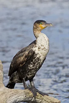 White-breasted cormorant -Phalacrocorax lucidus-, Wilderness National Park, South Africa White-breasted cormorant -Phalacrocorax lucidus-, Wilderness National Park, South Africa
